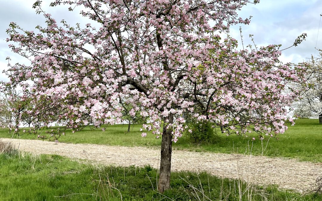 Blütenwanderung in Busenbach